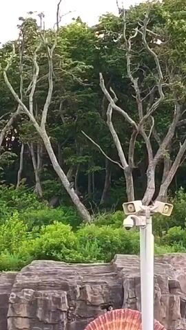 A landscape video pans across a natural setting. In the foreground, there are large, grey rocks and a white pole with two security cameras mounted on top. Beyond the rocks, lush green foliage and trees create a dense forest. Some of the trees have bare, twisted branches, contrasting with the vibrant green leaves. The overall impression is one of a natural, slightly wild environment, possibly a park or preserve, equipped with surveillance. The lighting suggests it is daytime, with overcast skies.