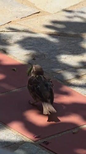 Tropical hotel grounds on a sunny morning, sparrow and all