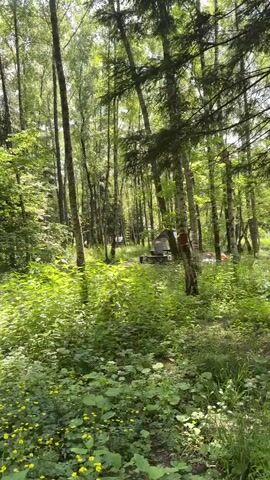 The video pans across a sun-dappled forest floor covered in lush green foliage and small yellow wildflowers. Tall trees, primarily birches and evergreens, create a canopy overhead, allowing shafts of sunlight to penetrate the dense woods. In the background, a small wooden structure, possibly a shed or shelter, is visible amidst the trees, along with a few other indistinct objects that suggest a campsite or clearing. The path through the forest is barely discernible, mostly obscured by the abundant vegetation. The scene evokes a sense of natural tranquility and seclusion.