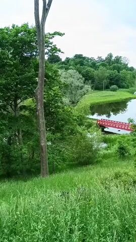 A handheld vertical shot pans across a scenic park landscape. In the foreground, tall grass sways gently. A large tree trunk is visible on the left. In the mid-ground, a serene lake is bordered by lush green trees and a manicured lawn. A bright red bridge crosses a narrow section of the water. The background is filled with a dense forest under a cloudy sky. No people are visible.
