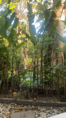 Garden scene with lush plants, small pool captured in Dalung