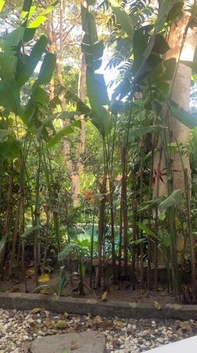 Garden scene with lush plants, small pool captured in Dalung
