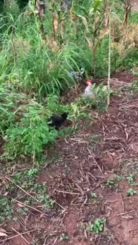 The video shows a chicken standing among tall green grass and corn stalks in a field. The ground is a mix of bare dirt and some small green plants. A person wearing black shoes and pants walks by, followed by someone in a blue dress. The focus of the video remains on the landscape and the chicken.