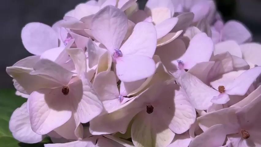 This is a close-up, macro video of a cluster of pale pink hydrangeas. The camera is focused on the flowers, capturing the delicate texture of their petals and the subtle shading caused by sunlight. The background is softly blurred, with hints of green leaves visible and a dark, indistinct area that could be a wall or foliage. There are no people or animals in the video, and no discernible actions or interactions are taking place. The overall impression is one of a serene and natural setting.