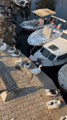 Geese and boats along Fethiye's calm canal waterfront