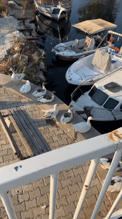 Geese and boats along Fethiye's calm canal waterfront