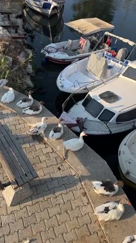 Geese and boats along Fethiye's calm canal waterfront