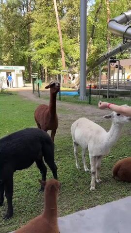 A group of four alpacas are standing on a grassy area. One alpaca, dark brown, is in the foreground with its head down. To its left and slightly behind is a black alpaca standing and looking forward. To the right and in the center is a white alpaca reaching up towards a person's hand, which is extending into the frame from the right side, holding out a piece of food. Further back and to the left of the white alpaca is a reddish-brown alpaca standing and looking upwards. In the background, a white building with a sign is visible, and beyond that, trees and a play structure with a slide. A person in a blue shirt and pants is walking near the white building. The ground is a mixture of grass and gravel path. The lighting suggests it is daytime with sunlight.