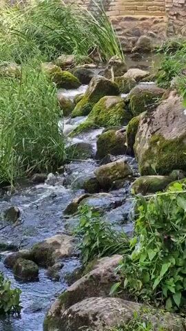 A close-up shot focuses on a shallow stream flowing over moss-covered rocks. Tall green grass lines the left bank of the stream, while lush green foliage grows on the right bank. In the background, a weathered stone wall can be seen. The water is clear and appears to be moving swiftly. The overall scene is natural and serene.