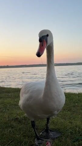 The video shows a close-up of a white swan standing on grass near a body of water during sunset. The swan is facing the camera with its head slightly tilted. In the background, the water is calm with a pink and orange sunset sky. Several people are visible in the water, some swimming and one on an inflatable. The swan then lowers its head to peck at something on the grass.