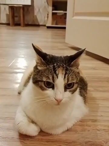 A calico cat is lying on a wooden floor. The cat is facing forward with its paws tucked under its body. Its ears are perked up and its eyes are open. The background is blurred, but it appears to be an indoor setting with furniture visible.