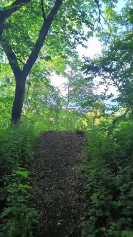 This media file shows a first-person perspective of walking on a narrow dirt path through a dense forest. The path is covered in dark soil and fallen leaves or wood chips, and it leads uphill. Lush green foliage lines both sides of the path, with tall trees arching overhead, their leaves creating a dappled canopy. The sun is bright, indicating it is daytime, and the light filters through the trees, illuminating patches of the undergrowth and the sky beyond.

In the background, beyond the dense trees, glimpses of a distant body of water, likely the sea, and a brighter, more open landscape can be seen. The sky is clear and blue. The overall impression is one of a peaceful and natural setting, perhaps a hiking trail in a rural or natural park area. There are no people or man-made objects other than the path itself visible in the frame. The mood is serene and natural. The specific location is identified as Tabasalu alevik, Estonia, which is known for its coastal cliffs and forested areas.