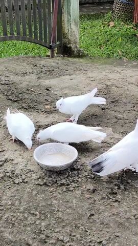 Four white doves are gathered on a concrete surface near a metal bowl. Three of them are feeding from the bowl, while the fourth is standing nearby. Behind the doves is a fence and a patch of green grass. A woven basket is visible in the upper right corner of the frame. The concrete surface is cracked and uneven. The doves are all white except for one with grey feathers at the base of its tail.