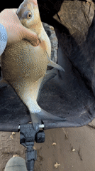Angler catches bream in early morning fishing near Noviy, Russia