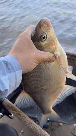 Angler catches bream in early morning fishing near Noviy, Russia