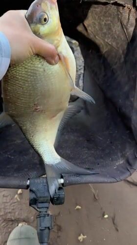 Angler catches bream in early morning fishing near Noviy, Russia