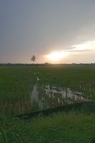 A video captures a serene rural landscape at dusk. The sun hangs low on the horizon, casting a warm glow across the sky, which is a mix of gray clouds and golden light. The foreground is dominated by lush green grass and vegetation. Beyond this, a vast field of green crops, possibly rice paddies, stretches out. Some areas of the field are flooded, reflecting the sky and the surrounding greenery. A lone coconut palm tree stands tall in the distance, silhouetted against the bright sky. The scene is peaceful and evokes a sense of tranquility.
