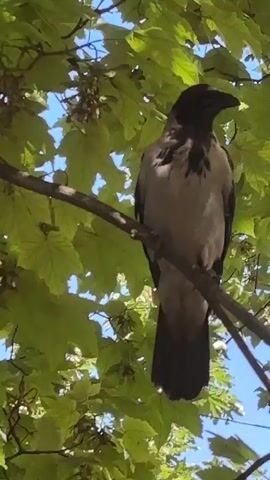 A bird, likely a crow, is perched on a tree branch. The bird is predominantly grey with a black head and black tail. The bird is facing to the left of the frame. It is surrounded by green leaves on the tree, which obscure much of the background, though a clear blue sky is visible in some areas. The sunlight is casting shadows on the leaves, indicating a bright day. The camera is focused on the bird and the branch it is sitting on.