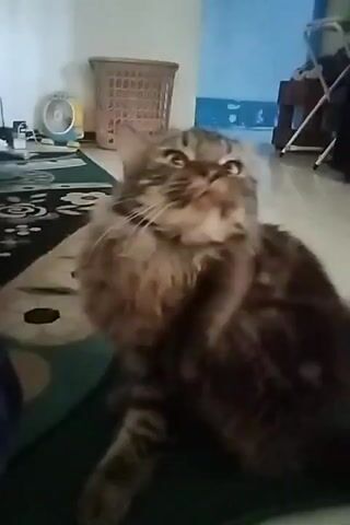 A medium shot video shows a fluffy tabby cat with brown and black stripes sitting on a dark green mat. The cat's head is tilted back, and it appears to be scratching its neck with its right paw, which is raised. Its eyes are partially closed, and its mouth is open. The background is blurred, but a white fan is visible on the left, and a wicker basket is behind it. The floor appears to be tiled. The video is approximately 4 seconds long.