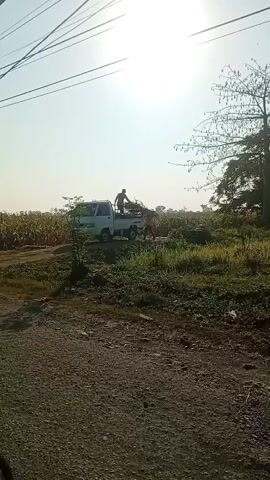A white pickup truck is parked on a dirt road next to a cornfield. Two people are in the bed of the truck. The person on the left is standing and facing away from the camera. The person on the right is sitting. The truck is positioned so that the front is slightly uphill from the back. The sun is shining brightly, creating a glare in the sky. There are trees to the right of the truck and in the background. The ground in front of the truck is covered in gravel.