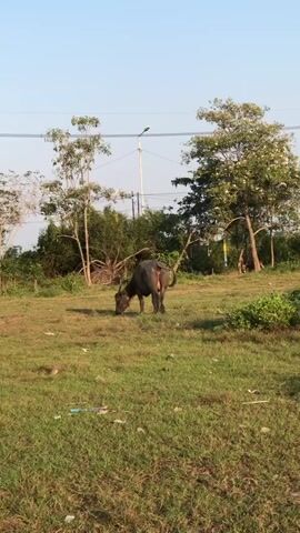 A solitary water buffalo grazes in a grassy field under a clear sky. The animal is dark-colored and facing away from the camera, with its head down to eat. The field is somewhat overgrown with grass and scattered with small pieces of debris, possibly litter. In the background, there are several trees, some with white flowers, and utility poles with wires stretching across the frame. The lighting suggests it is daytime, possibly late afternoon due to the soft shadows.