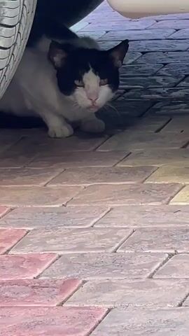 A black and white cat is hiding under a car. The cat is looking towards the camera. The ground is paved with bricks. The video is shaky and the lighting is dim. There is some audio of a person making clicking noises.