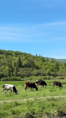 A vibrant and serene pastoral scene unfolds under a clear blue sky in Sutorina, Montenegro. Four cows are the primary subjects, spread across a lush green field, diligently grazing on the abundant grass.

The cow on the far left is predominantly white with distinct black markings on its head, neck, and hindquarters. Adjacent to it is a solid brown cow. Further right, another cow features a black body with notable white patches on its head and chest. The fourth cow, positioned on the far right, is dark brown or black.

The foreground and midground are dominated by the vibrant green pasture, suggesting fertile land. In the background, gently rolling hills rise, densely covered with various shades of green foliage, indicating a rich forestation. Several tall, slender evergreen trees, possibly cypresses, punctuate the horizon along the ridge of the hills.

The bright, cloudless blue sky occupies the upper portion of the frame, signifying a beautiful, sunny day, likely morning or early afternoon. The weather appears clear and pleasant. The overall impression is one of tranquility and natural beauty. There is no visible text in the image.