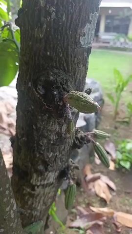 The video shows a close-up of a tree trunk with several small, green pods growing from it. Tiny red ants are visible on one of the pods. The background is blurred but appears to be an outdoor setting with green foliage and a building. The video is very short, only a few seconds long, and focuses on the pods and the ants.