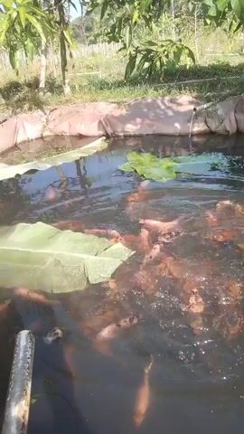 A body of water, possibly a fish pond, is filled with numerous small, orange fish. Some of the fish are actively swimming and appear to be feeding, as evidenced by disturbances on the water's surface. Large, green leaves are floating on the water, and some of the fish are gathered around them. The pond has a lined edge, and a pipe is visible at the upper right corner, suggesting a water source or filtration system. The surrounding environment includes trees and vegetation under a bright sky, indicating an outdoor setting.