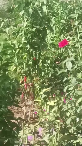 A close-up, slightly blurry shot of a garden with many green leaves. A single bright pink rose is visible in the upper right quadrant of the frame. Several smaller red and pink buds or flowers are scattered throughout the foliage. A patch of brown soil is visible in the lower left quadrant, with some faint purple flowers peeking through. The lighting suggests it is daytime.