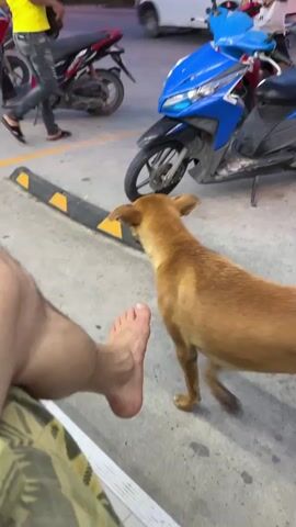 The video shows a medium-sized brown dog standing near a person's bare foot. The person is sitting on a light-colored slatted bench and wearing patterned shorts. The dog initially sniffs at the foot, then stands beside it, looking towards the camera and occasionally turning its head. In the background, there are several motorcycles parked on a paved surface marked with yellow lines, a black and yellow parking stop, and people getting on and off the motorcycles.  A shop sign is visible in the background.  The overall environment appears to be a busy outdoor area.