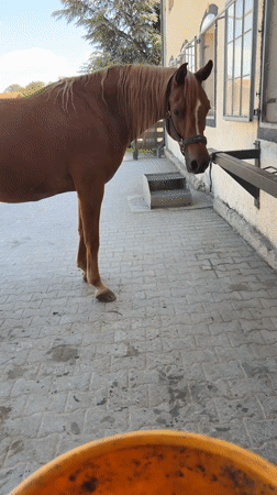 Horse feeding time at a building in Anzing