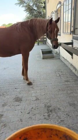 A brown horse wearing a halter stands outdoors on a paved surface next to a building. The horse is looking down towards a bright orange bucket filled with feed. A person's hand is visible in the foreground, holding the bucket. The horse's head is in close proximity to the bucket, suggesting it is about to eat. The background shows a section of the building with windows and a door, as well as some greenery. The lighting indicates it is daytime.