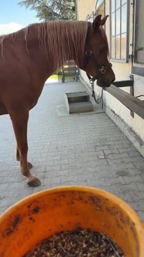 Horse feeding time at a building in Anzing