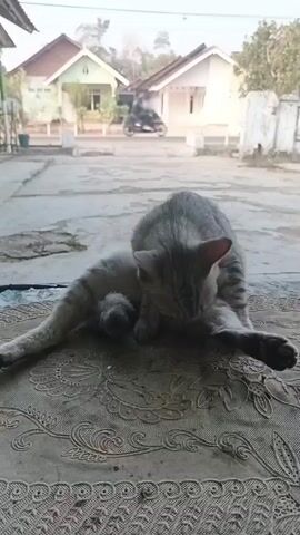 A tabby cat is grooming itself on a patterned rug outdoors. The cat is sitting with its legs splayed and is licking its hindquarters. In the background, there are two houses with pitched roofs and a paved area. The sky is overcast.