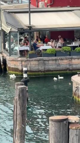 The video shows an outdoor dining area of a restaurant with people seated at tables. In the water in front of the restaurant, there are several swans and a duck. The restaurant has a red facade and a white awning. There are also several wooden posts in the foreground.