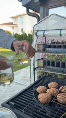 Backyard barbecue with Shiba Inu captured in Priseltsi, Bulgaria