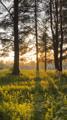 Woman filmed in golden sunset forest near Chaikovsky