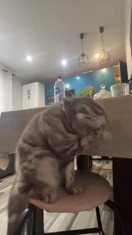 A grey tabby cat sits on a pink stool next to a table with a light-colored tablecloth. The cat is grooming itself, licking its paws. In the background, there is a kitchen area with blue cabinets and a white refrigerator. There are also pendant lights hanging from the ceiling and a bottle of water on the table.