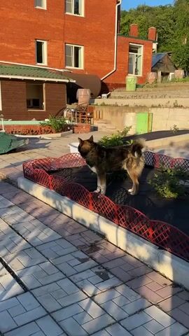 A medium-sized dog with brown, black, and white fur stands on a black surface surrounded by a red plastic fence. The dog is facing left, with its mouth slightly open. The background includes a brick building, a wooden structure, and some green plants. The ground is paved with square tiles. The lighting suggests it is daytime, possibly late afternoon due to the shadows.
