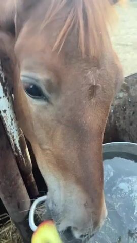 The video shows a close-up of a person's hand offering a slice of apple to a horse. The horse's muzzle is visible as it takes the apple. The environment appears to be a stable or pen, with hay on the ground and a metal trough in the background. The footage is slightly blurry, suggesting movement.