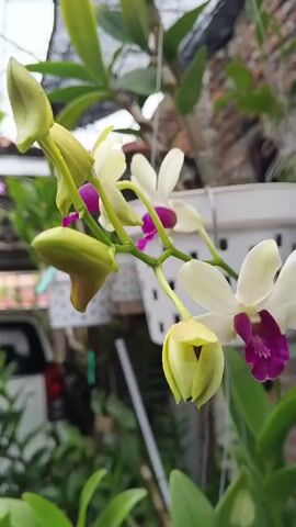 A close-up shot shows a cluster of white and purple orchids in bloom. Several buds are also visible, some appearing to be close to opening. The orchids are hanging from a branch, and the background is blurred, suggesting an outdoor setting with greenery and a white pot in the distance.