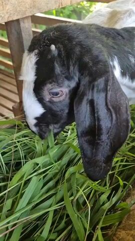 A close-up shot of a black and white goat eating grass in a wooden pen. The goat has large, dark ears and a black face with a white blaze. The grass is green and appears to be fresh. The background is blurred, but appears to be foliage. The video is a short clip, with the goat eating throughout.