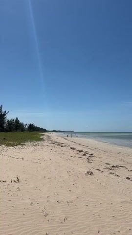 The video displays a long, sandy beach on a sunny day. The sand is light in color and displays wave-like patterns. Scattered seaweed or debris is visible on the sand. The water is shallow and calm, with a greenish-blue tint. In the distance, three individuals can be seen walking along the shoreline. The sky is a clear, bright blue with a slight glare from the sun. A line of trees and green vegetation runs along the left edge of the frame, marking the edge of the beach. The overall scene suggests a peaceful and quiet coastal setting.