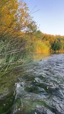 The video shows a view from a boat or floating object on a river. The camera moves forward through the water, which appears to be shallow and clear with some green algae visible on the bottom. On the left bank, there is dense vegetation with tall green reeds and trees, some of which are illuminated by the setting sun, casting a warm, golden light. The sky is clear blue and the scene depicts a natural, peaceful environment. The camera captures the movement of the water and the textures of the reeds and trees.