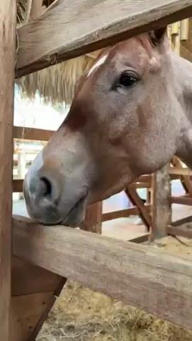A close-up video shows a light-brown horse with a white stripe on its face, licking the wooden rail of a stall. The horse has dark eyes and freckles on its nose. The stall is made of dark brown wooden planks. Some hay can be seen at the base of the stall. In the background, there are people walking, a thatched roof structure and more wooden beams.