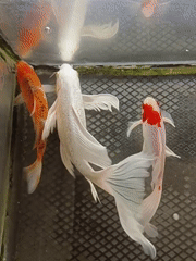 Koi fish in a tank at an Indonesian mosque