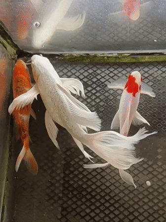 Koi fish in a tank at an Indonesian mosque