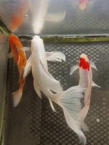 Koi fish in a tank at an Indonesian mosque