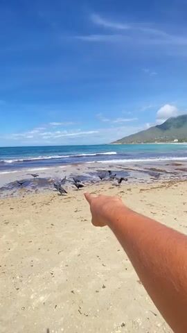 The video shows a first-person perspective of someone pointing at a flock of birds on a sandy beach. The birds appear to be black and are scattered across the wet sand near the waterline. The ocean is a vibrant turquoise and the waves are gentle. In the background, a lush green mountain with a cloud cover at its peak is visible, with palm trees lining the shore. The sky is a clear blue with a few wispy white clouds. The overall scene is a tropical beach with a prominent mountain landscape.
